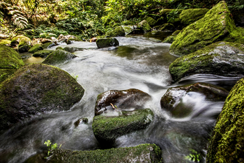 Volcanoes Bwindi Lodge: Bach im Regenwald