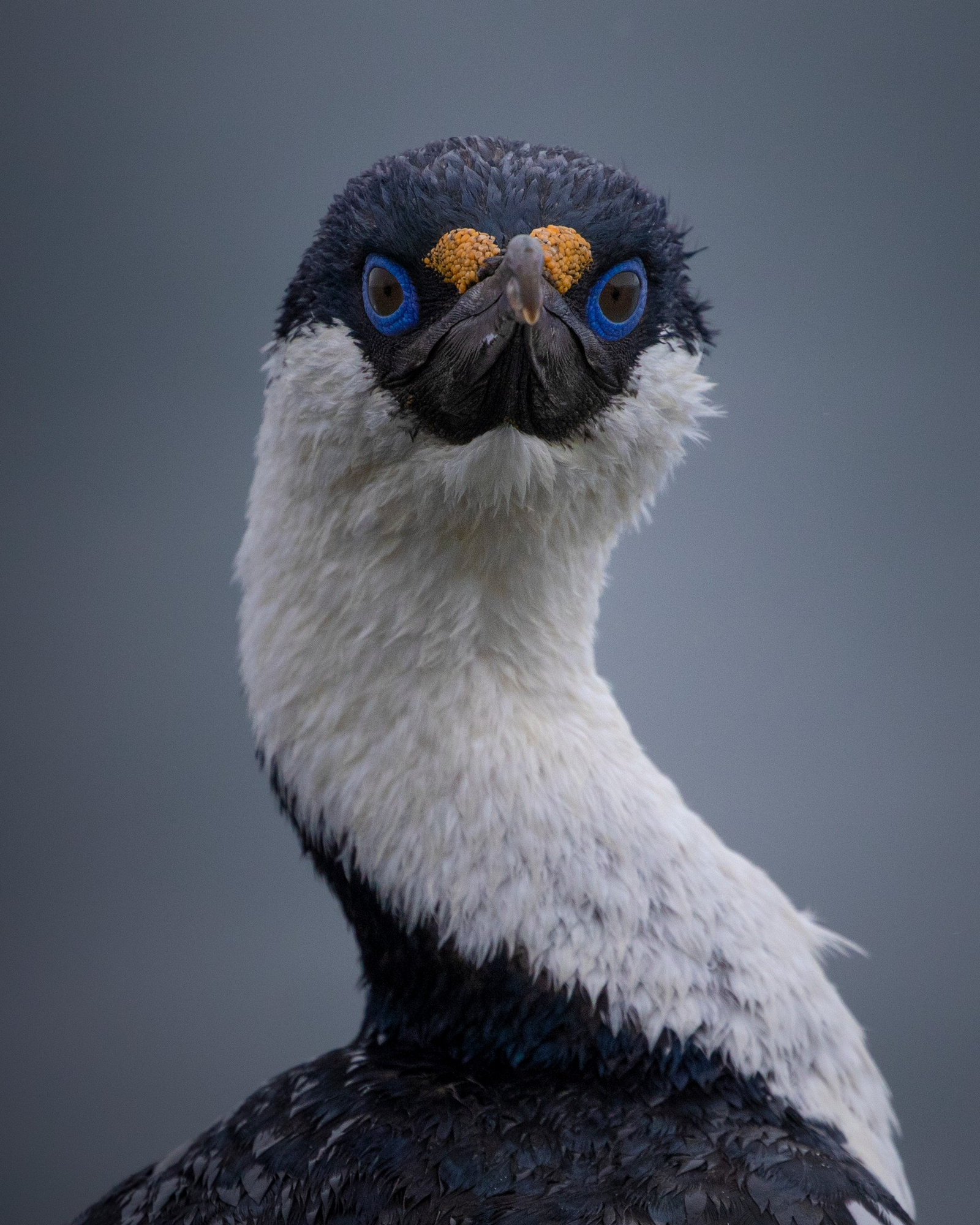 Antarctica21 Tiere Antarctica21 Tiere