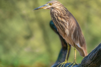 Bamboo Forest Safari Lodge: Indian Pond Heron
