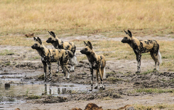 Bomani Tented Lodge Bomani Tented Lodge: Aufmerksame Wildhunde
