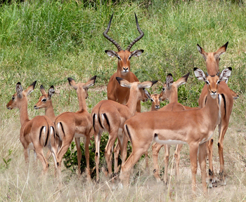 Chem Chem Lodge: Impalas