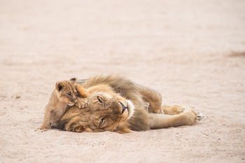 Chikwenya Camp Chikwenya Camp: Löwin mit Baby
