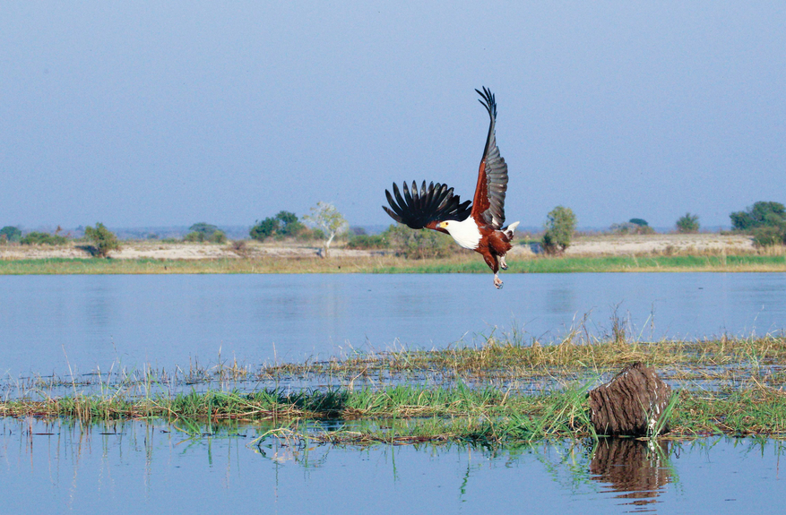 Chobe Game Lodge