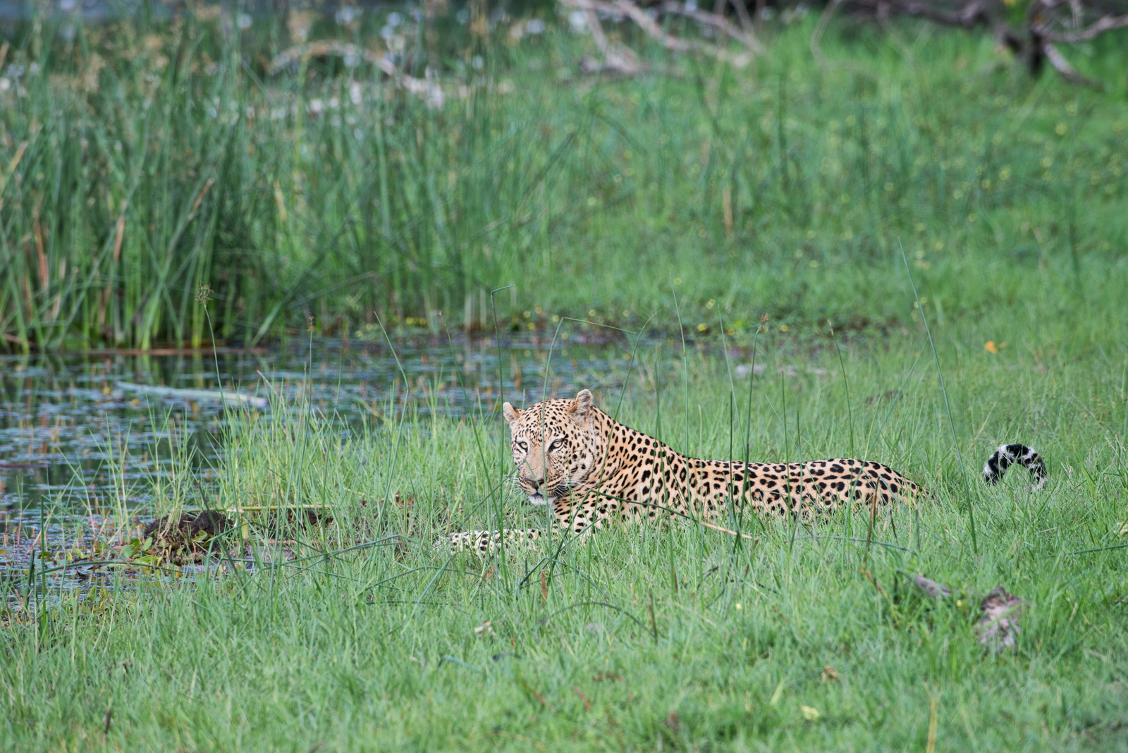 Duma Tau Camp Duma Tau Camp: Leopardenkater