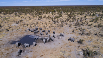 Elephant Pan Camp: Elefantenversammlung