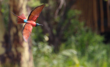 Finch Hatton's Lodge Finch Hatton's Lodge: Northern Carmine Bee-Eater