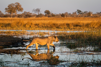 King's Pool Camp King's Pool Camp: Löwe