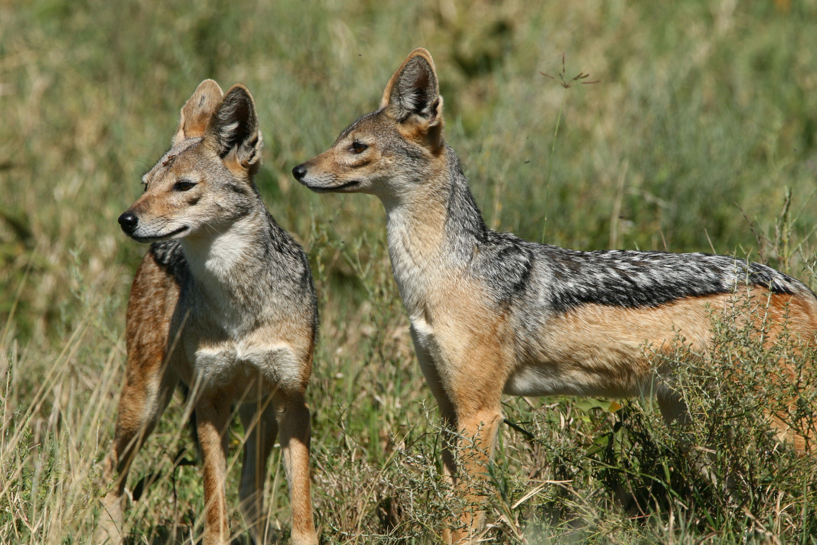 Legendary Mwiba Lodge Legendary Mwiba Lodge: Black-backed Jackal