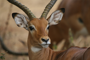 Legendary Nyasi Tented Camp: Impala