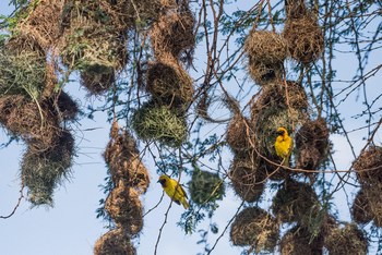 Loldia House: Webervögel