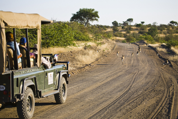 Tuli Safari Lodge Mashatu: Wildhunde