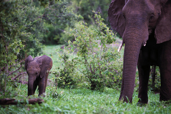 Matetsi Victoria Falls: Großer und kleiner Elefant