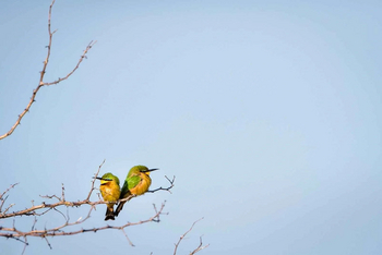 Mogogelo Camp Mogogelo Camp: Zwergspinte