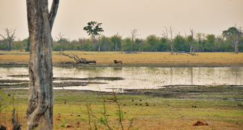 Nogatsaa Pans Chobe Lodge: Löwe an der Pfanne