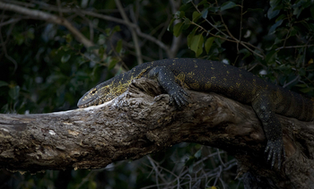 Ntemwa Busanga Bushcamp Ntemwa Busanga Bushcamp: Nilwaran
