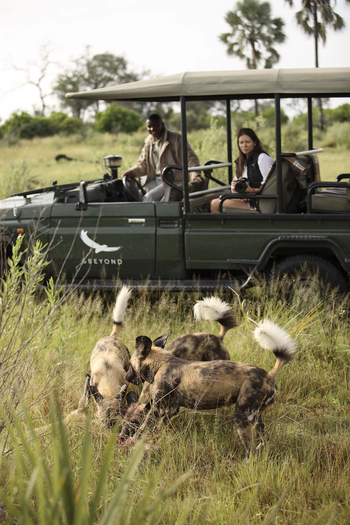 Nxabega Okavango Tented Camp: Neben einem Wildhundriss
