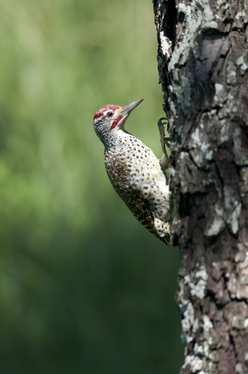 Saruni Samburu: Nubischer Specht