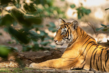 Sawai Vilas: Ruhender Tiger