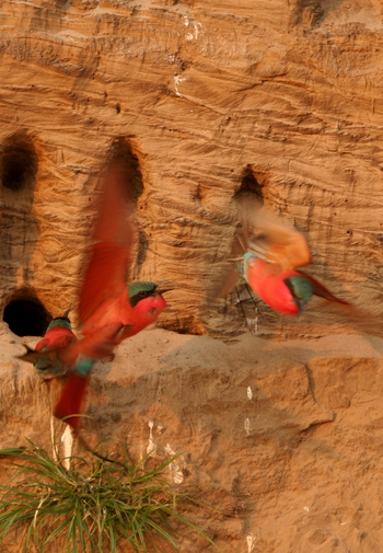 Shenton Safaris: Carmine Bee-Eater Hide