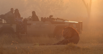 Shinde Footsteps Shinde Footsteps: Game Drive Löwe