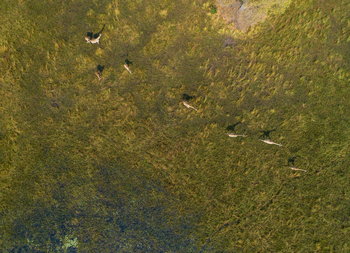 Shinde Footsteps Shinde Footsteps: Giraffengruppe