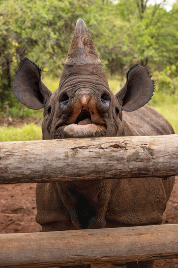 Sinigita Grumeti Game Reserve: Spitzmaul und Nashorn