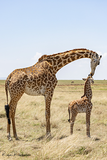 Soroi Mara Bush Camp: Giraffe mit Kalb