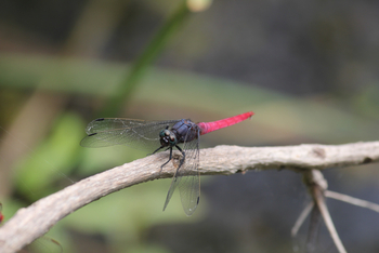 Tathastu Resort Pench: Crimson tailed Marsh Hawk