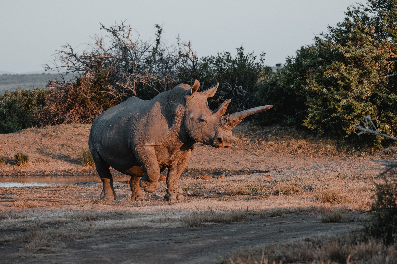 Kwandwe Private Game Reserve Kwandwe Private Game Reserve