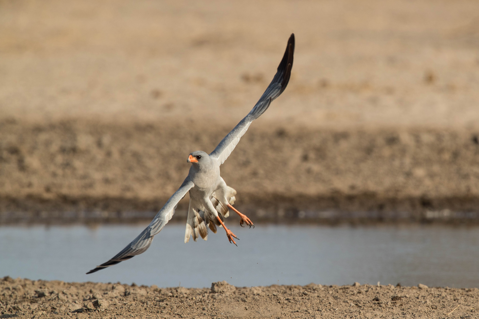 Dinaka Lodge Dinaka Lodge: Pale Chanting Goshawk