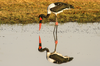 Bomani Tented Lodge Bomani Tented Lodge: Sattelstorch im Spiegel