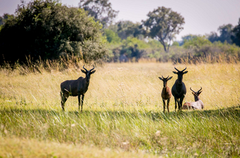 Bushman Plains Camp: Leierantilopen