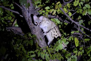Camp Hwange: Ginsterkatze