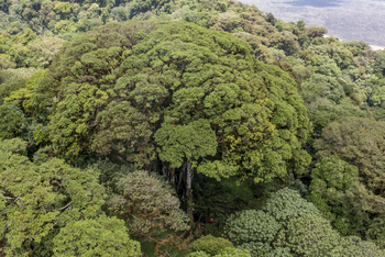 Campi ya Kanzi: Alte Bäume