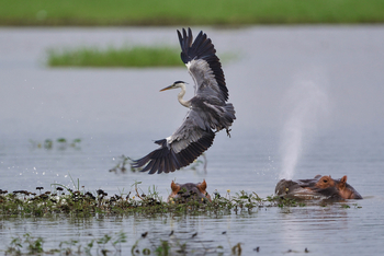 Chilo Ivory Trail Adventure: Grey Heron