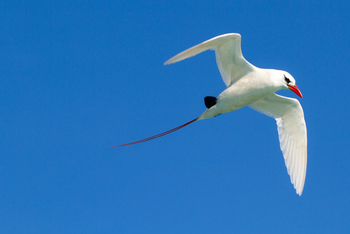 Cosmoledo Eco Camp: Rotschwanz-Tropikvogel