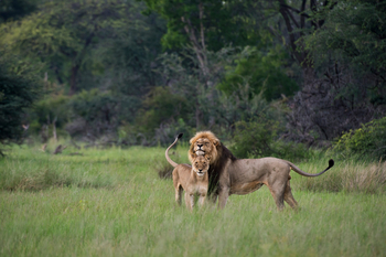 Davison's Camp: Löwe und Löwin