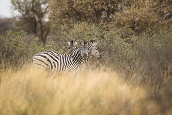 Dinaka Lodge: Zebras