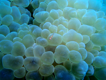 Fundu Lagoon: Tauchen