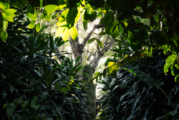 Gibb's Farm: Wildnis