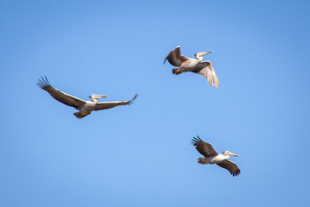 Gomoti Plains Camp: Tiere und Landschaft
