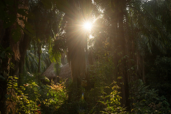 Greystoke Mahale: Dschungel