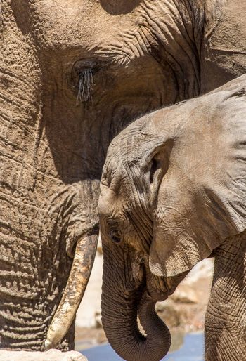 Hobatere Lodge: Elefantengesichter