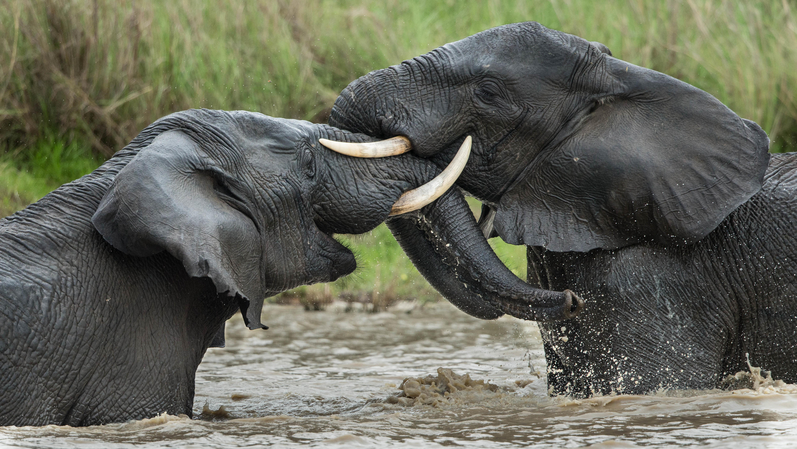 Ila Safari Lodge Ila Safari Lodge: Rangelnde Elefanten