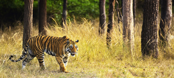 Jamtara Wilderness Camp: Tiger auf Pirsch