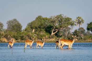 Jao Camp: Rote Moorantilopen im Wasser