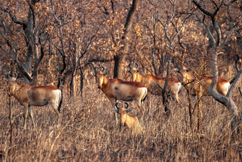 KaingU Safari Lodge: Lichtenstein's Hartebeest