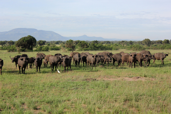 Kasenyi Safari Camp: Büffelherde