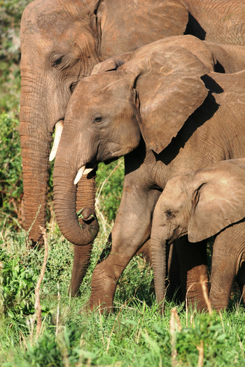 Kidepo National Park: Elefantenfamilie