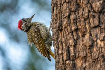 King's Pool Camp King's Pool Camp: Cardinal Woodpecker
